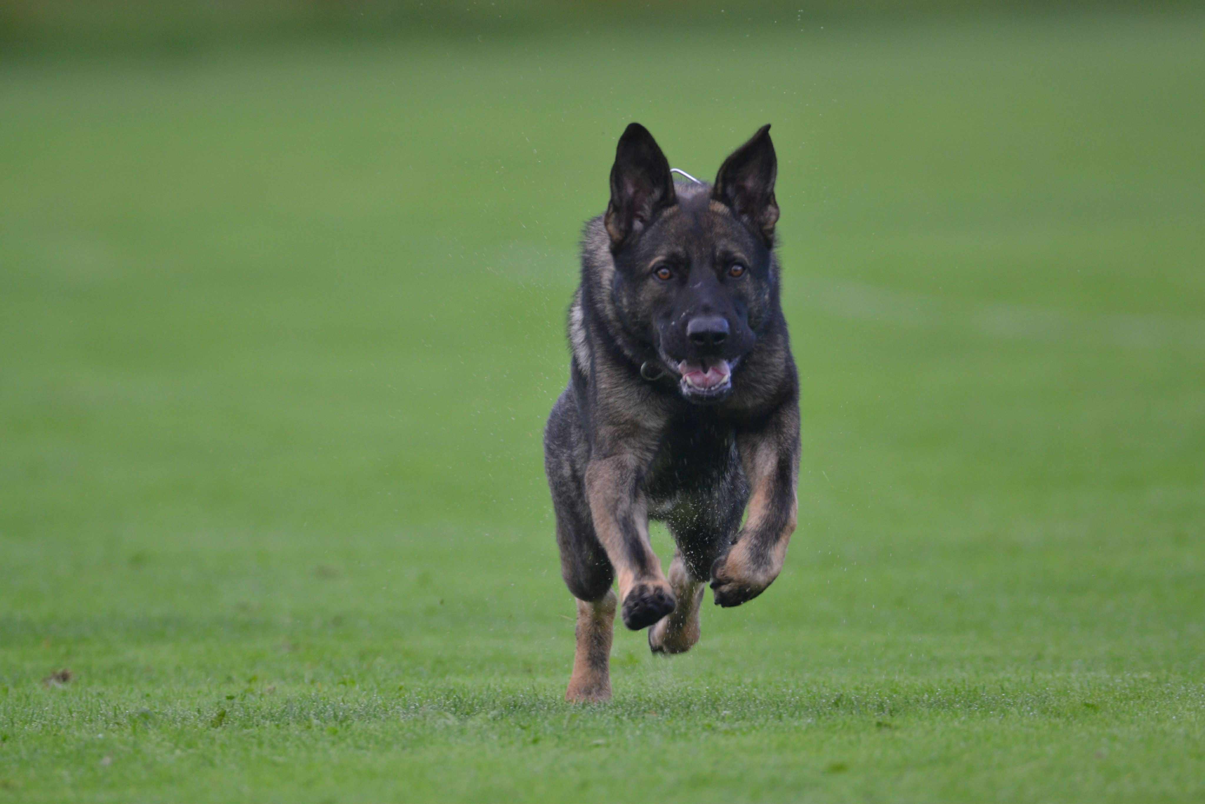 En schäfer som springer.
