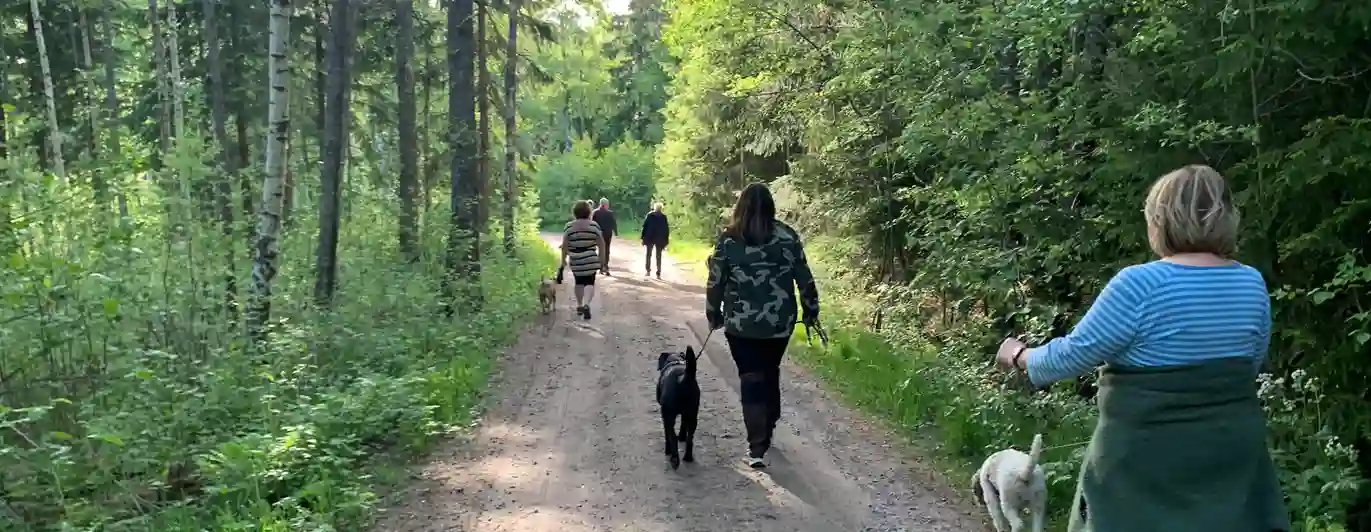 Hundpromenad i skogen