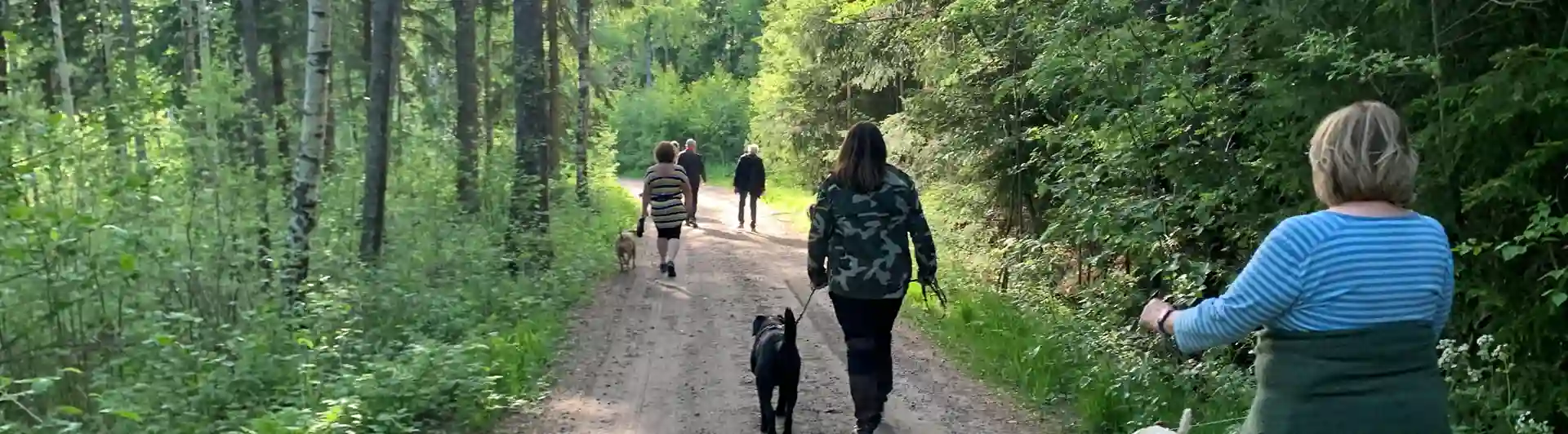 Hundpromenad i skogen