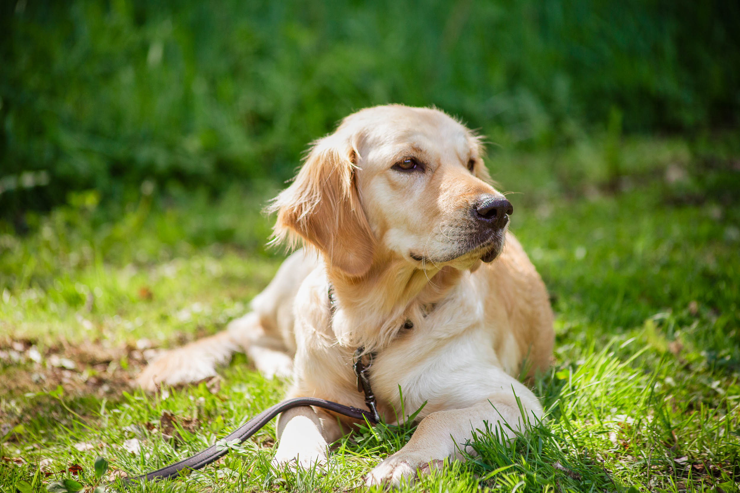 Golden Retriever ligger och vilar