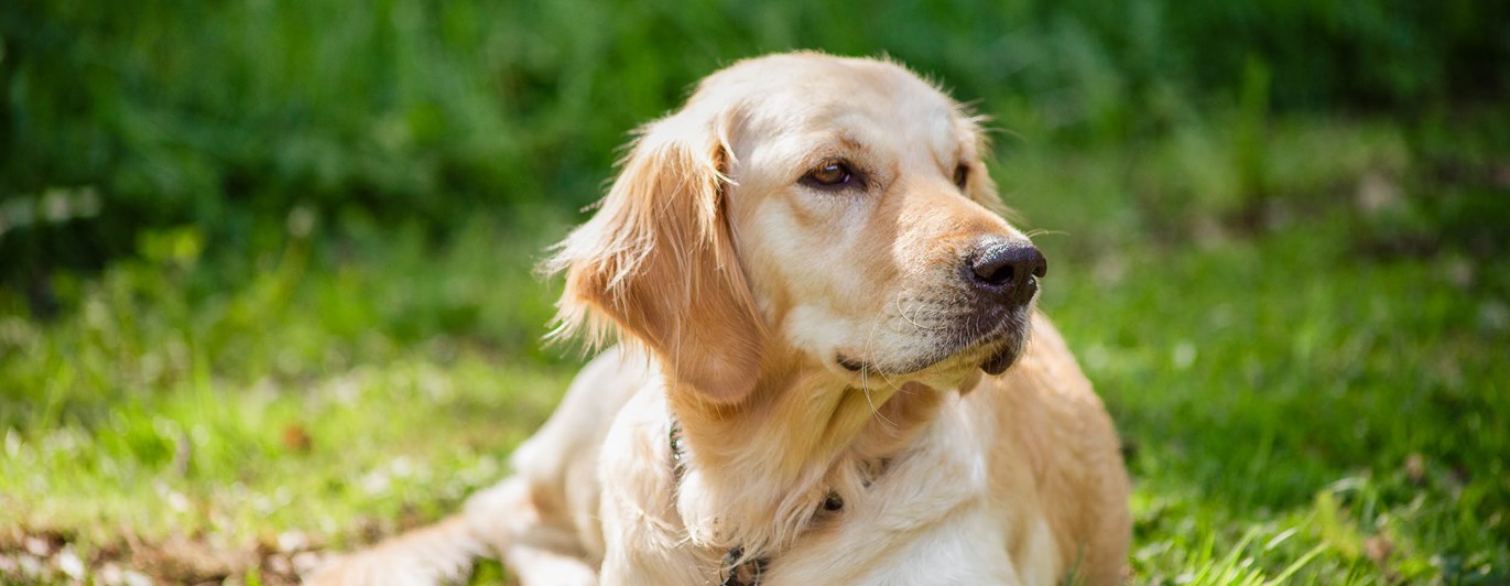 Golden Retriever ligger och vilar