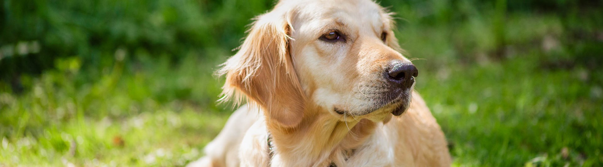 Golden Retriever ligger och vilar