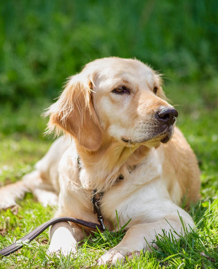 Golden Retriever ligger och vilar