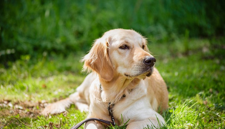 Golden Retriever ligger och vilar