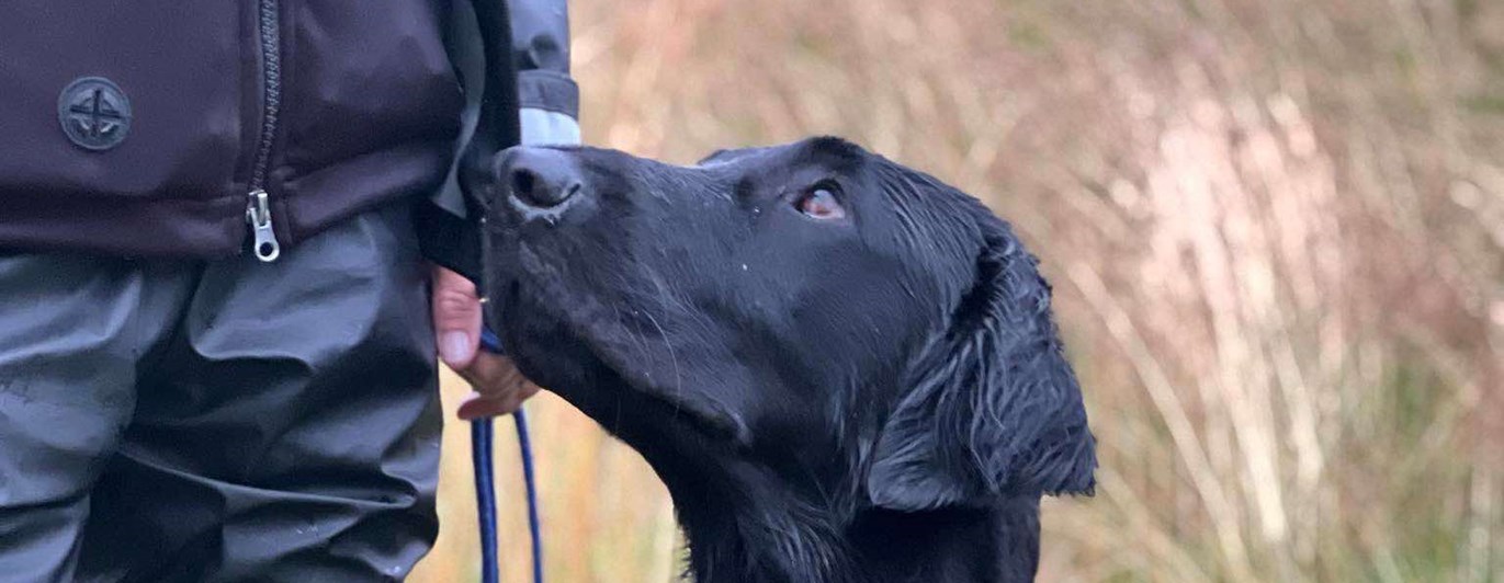 Hund som sitter i gräset