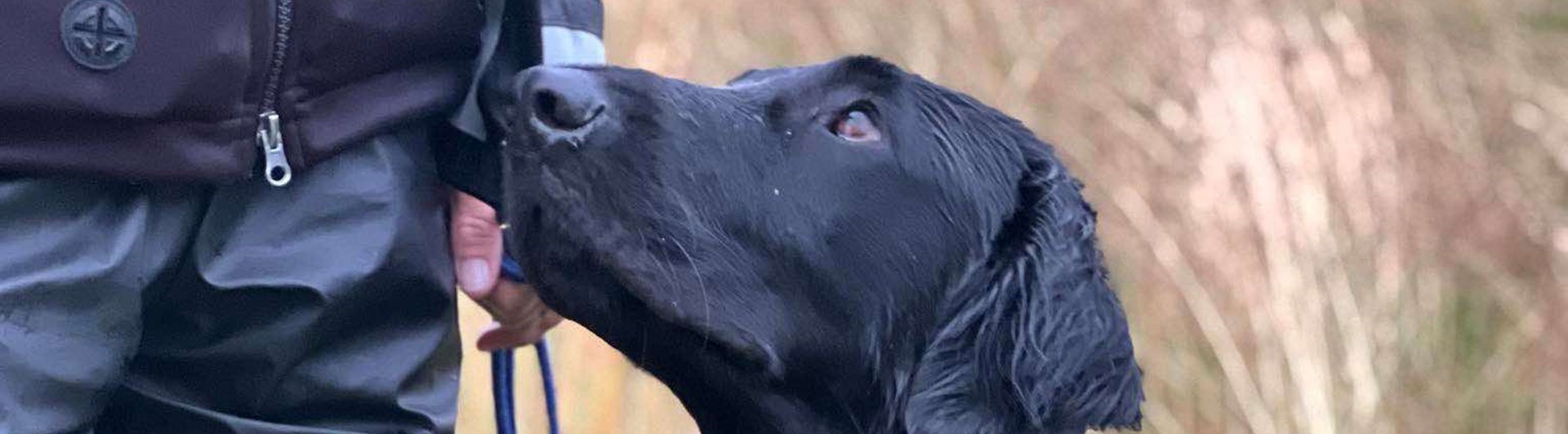 Hund som sitter i gräset
