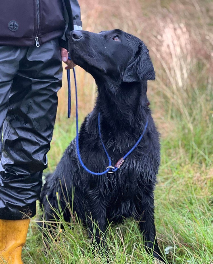 Hund som sitter i gräset