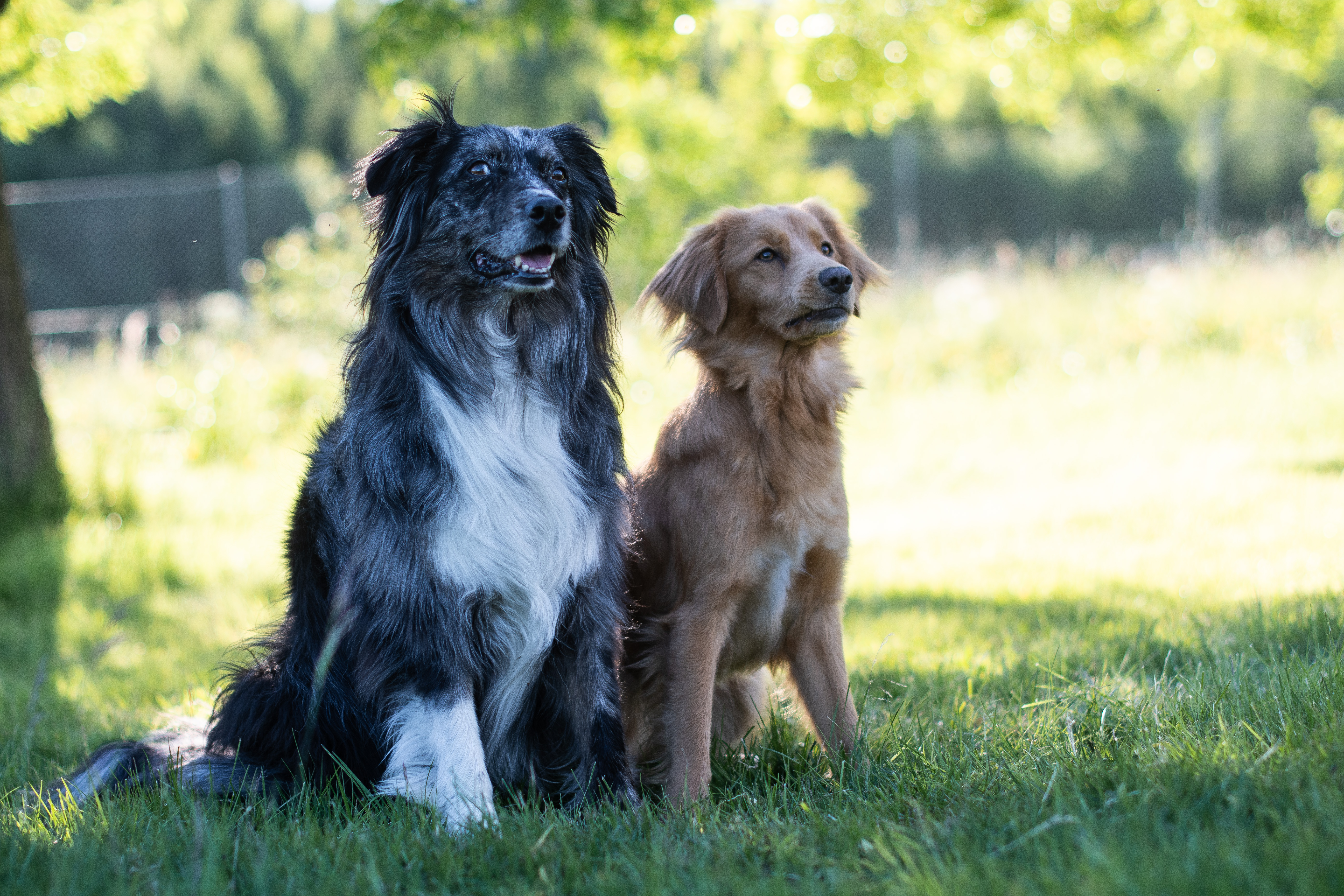 En aussie tik och en tollar tik poserar sittandes för kameran.