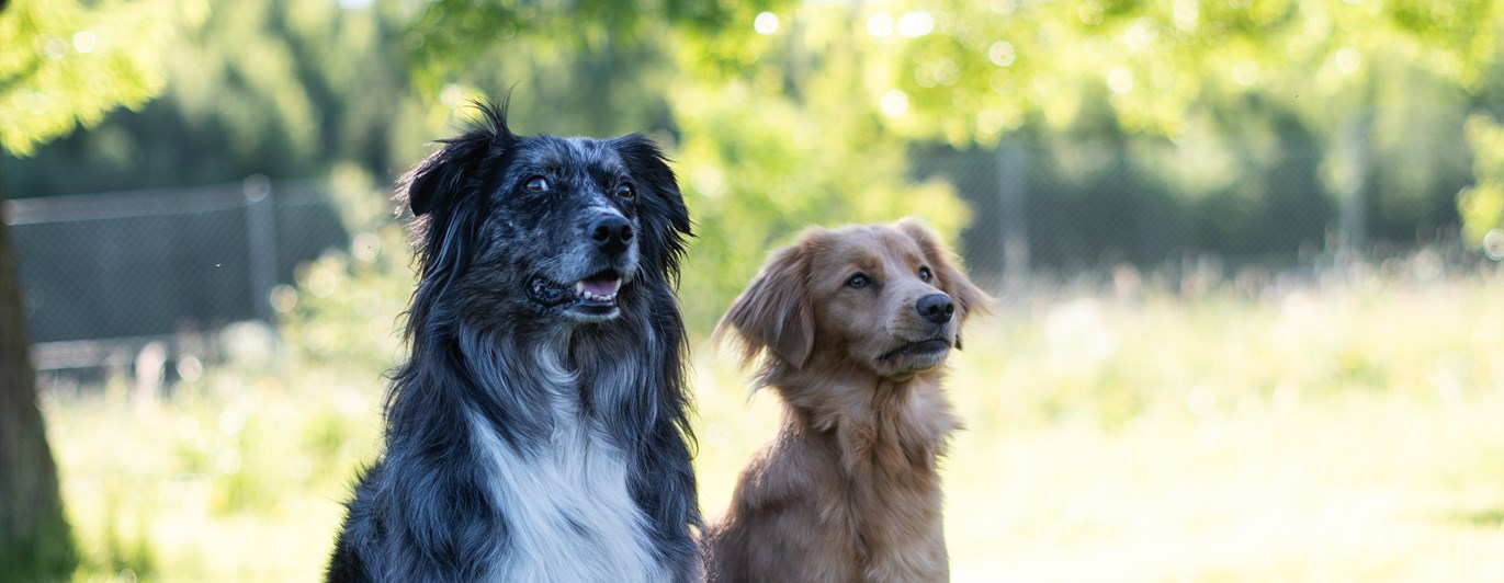 En aussie tik och en tollar tik poserar sittandes för kameran.