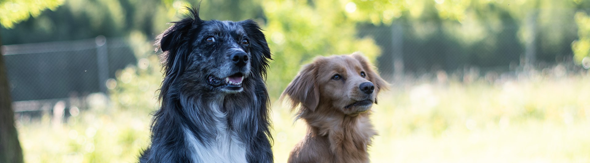 En aussie tik och en tollar tik poserar sittandes för kameran.
