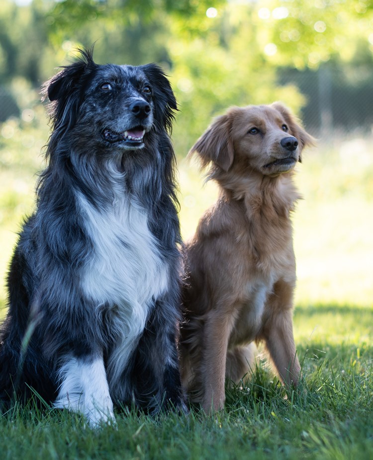 En aussie tik och en tollar tik poserar sittandes för kameran.