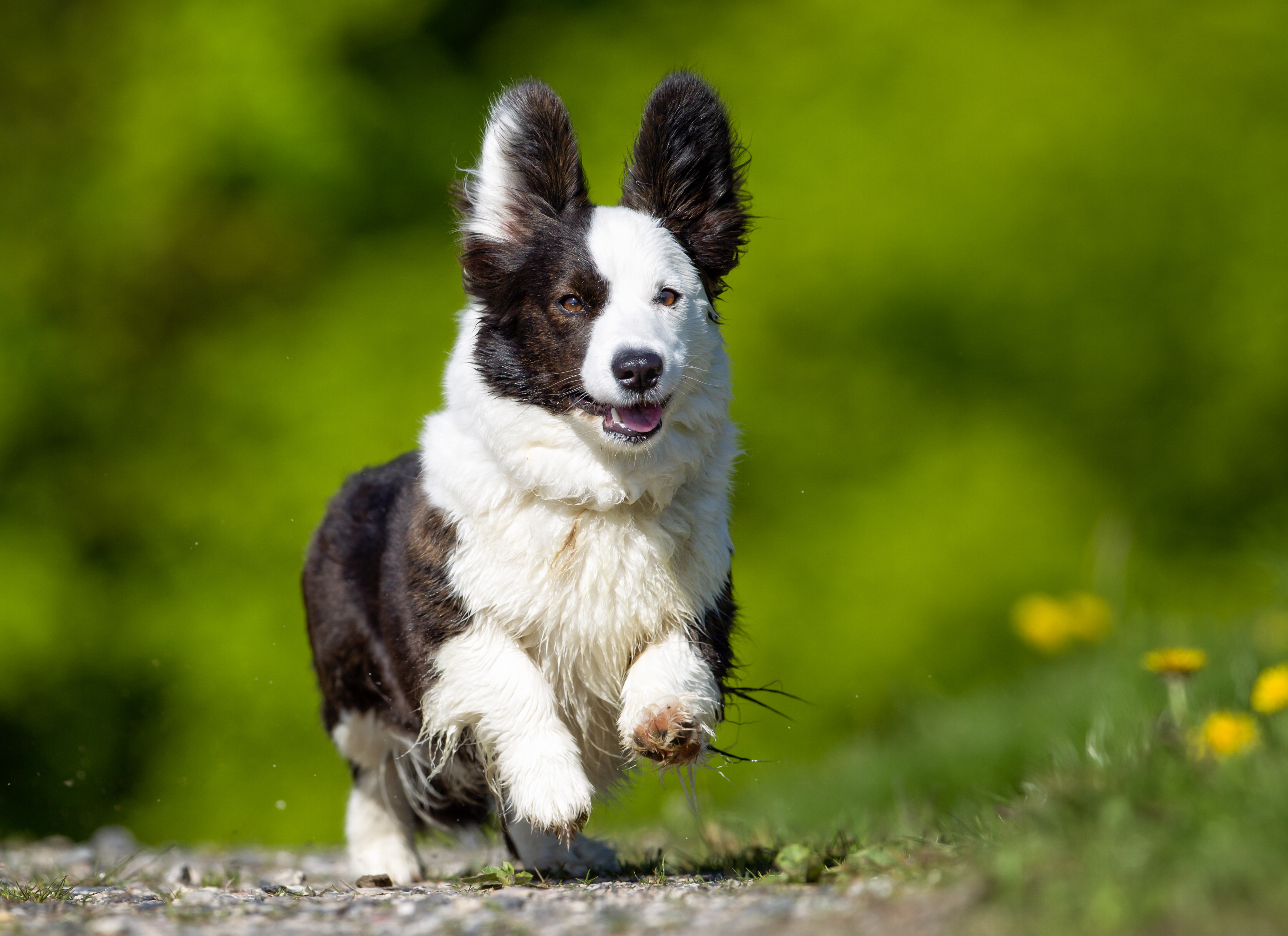 Glad welsh corgi cardigan som springer