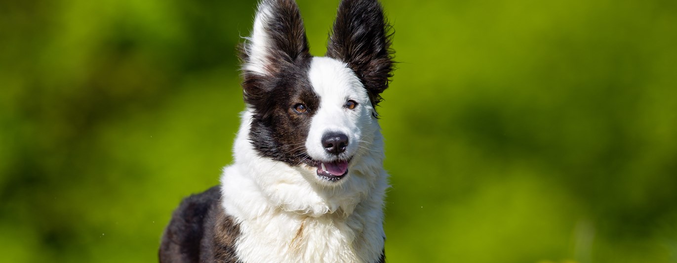 Glad welsh corgi cardigan som springer