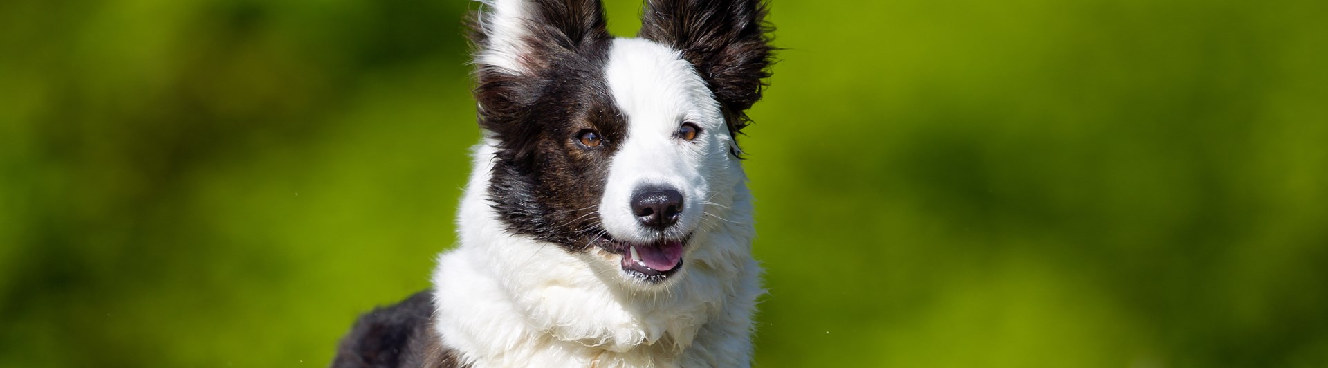 Glad welsh corgi cardigan som springer