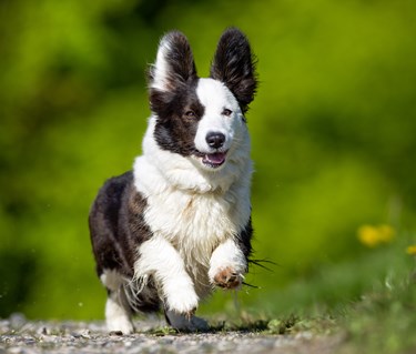 Glad welsh corgi cardigan som springer