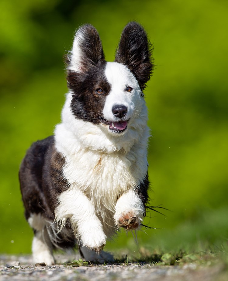 Glad welsh corgi cardigan som springer
