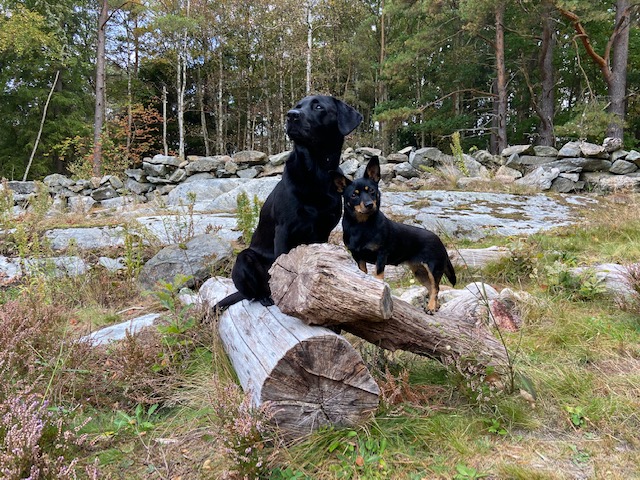 Två hundar som står på ett nedfallet träd.