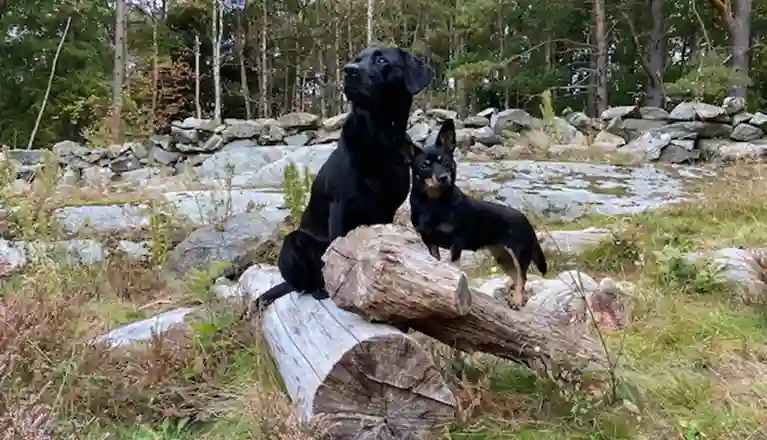 Två hundar som står på ett nedfallet träd.