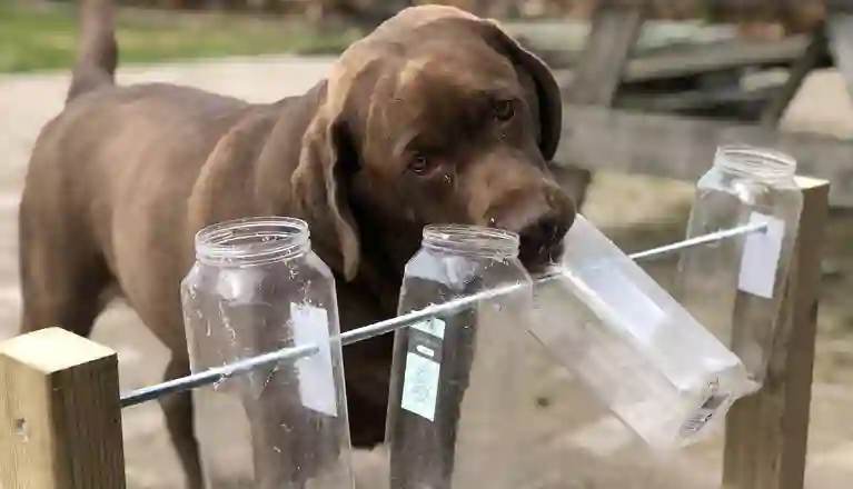 Hund nosar i glasbehållare som sitter på en ställning