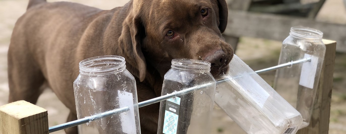 Hund nosar i glasbehållare som sitter på en ställning