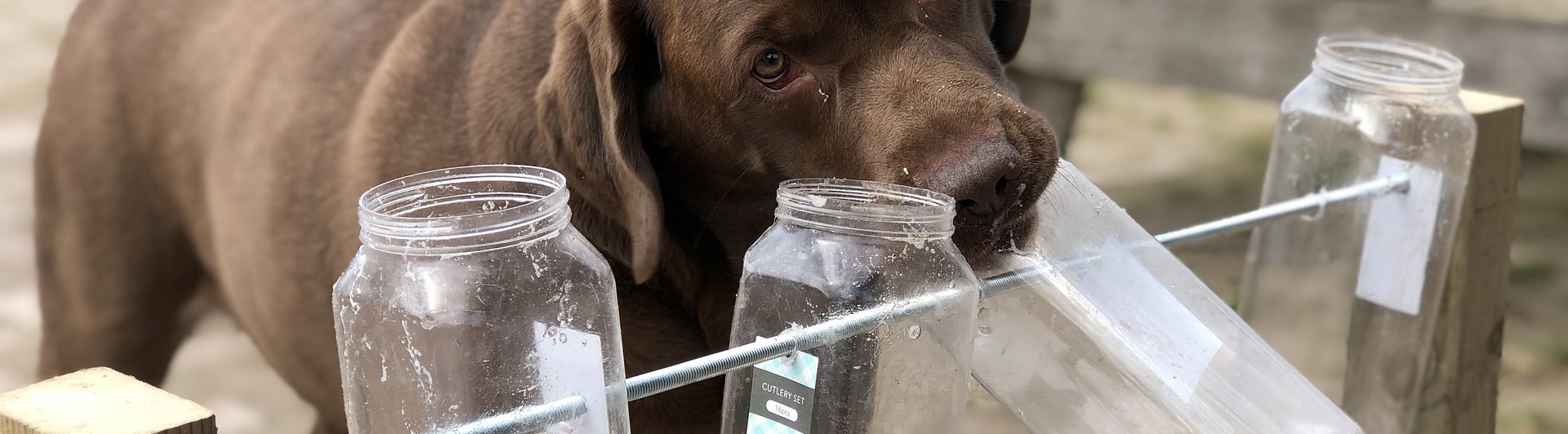 Hund nosar i glasbehållare som sitter på en ställning