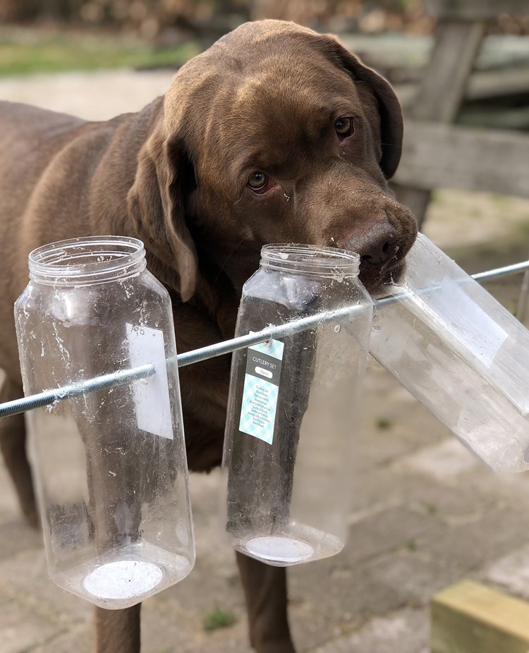 Hund nosar i glasbehållare som sitter på en ställning