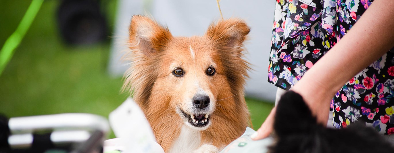 Sheltie tittar in i kameran