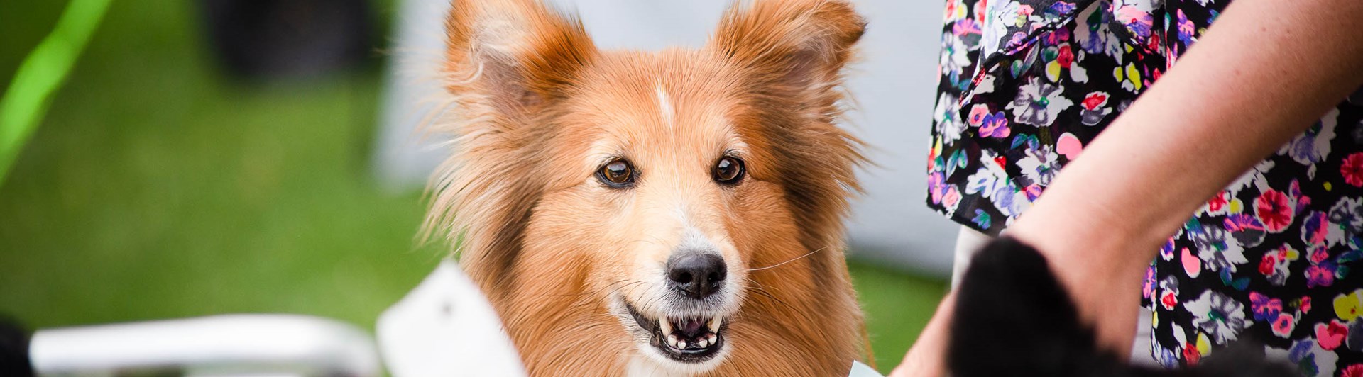 Sheltie tittar in i kameran