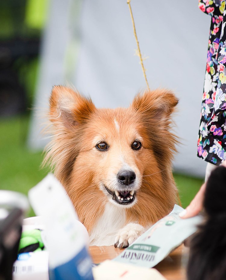 Sheltie tittar in i kameran