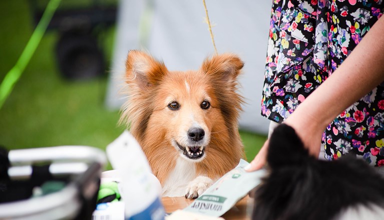 Sheltie tittar in i kameran
