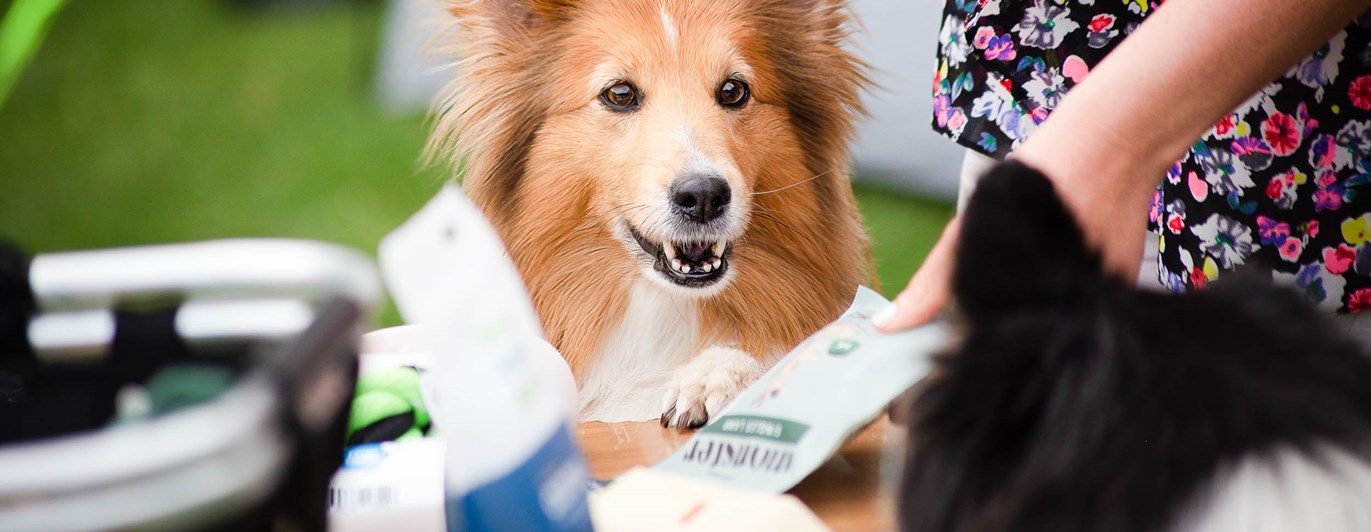 Sheltie tittar in i kameran