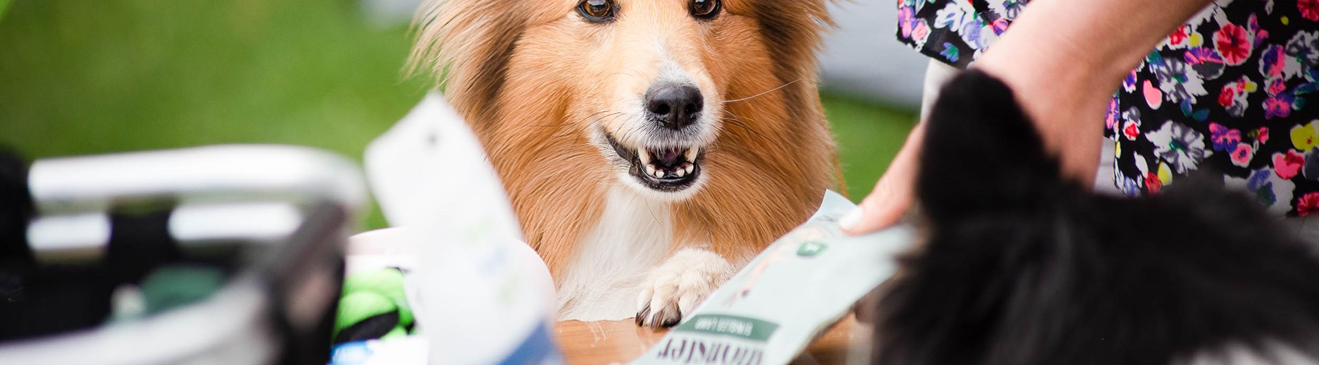 Sheltie tittar in i kameran