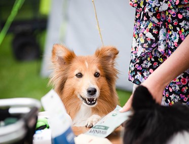 Sheltie tittar in i kameran