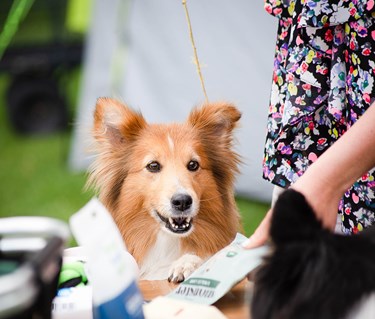 Sheltie tittar in i kameran
