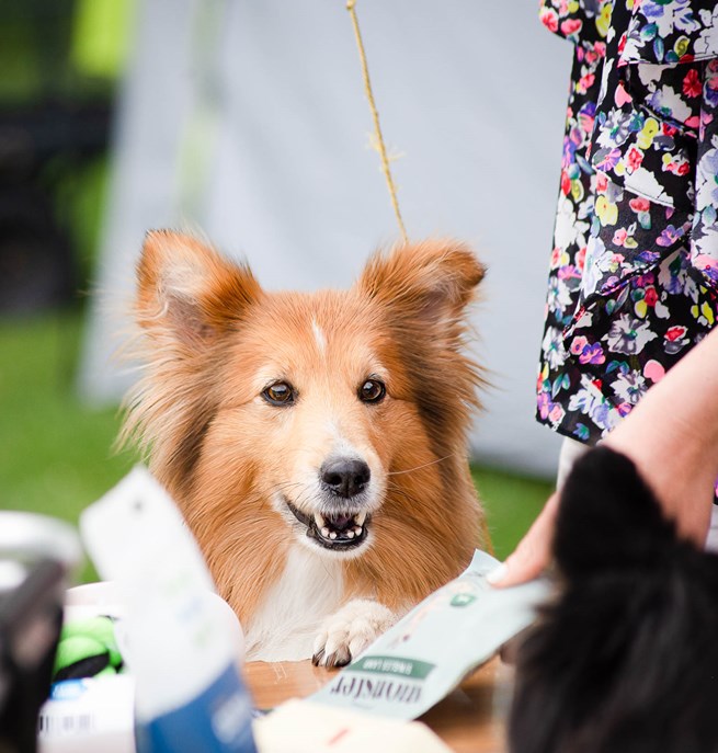 Sheltie tittar in i kameran