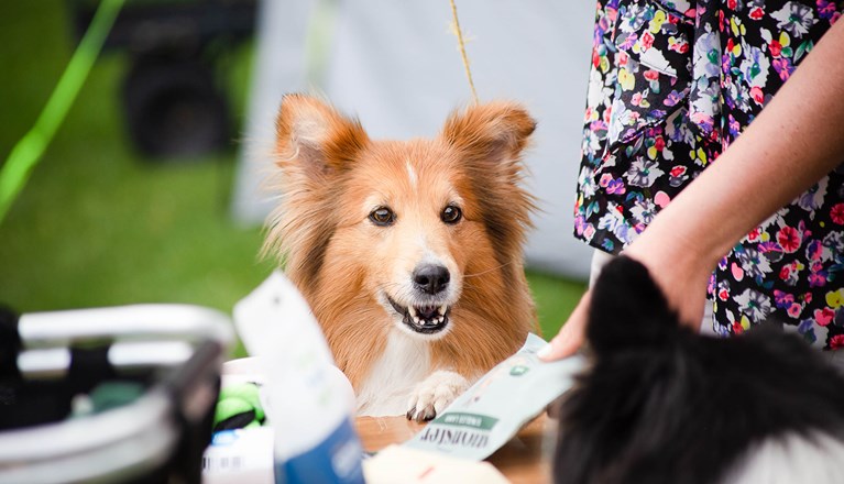 Sheltie tittar in i kameran