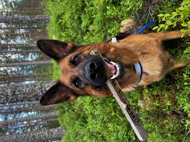 Hund med spårapport i munnen som spårat ett appelspår

Fotograf Victoria Lundqvist