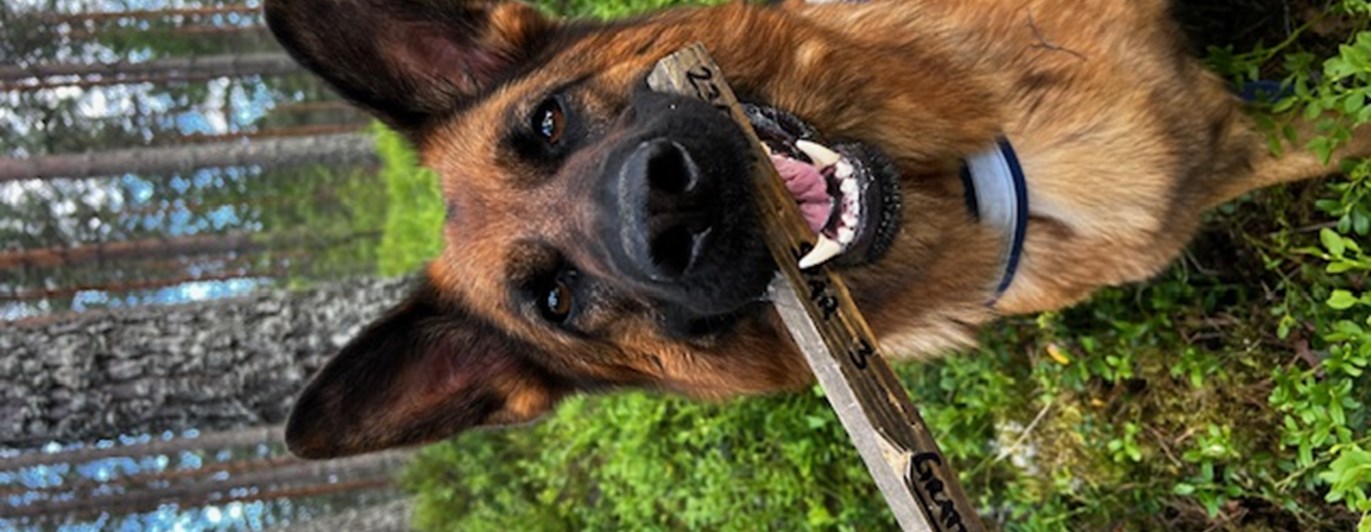 Hund med spårapport i munnen som spårat ett appelspår
Fotograf Victoria Lundqvist