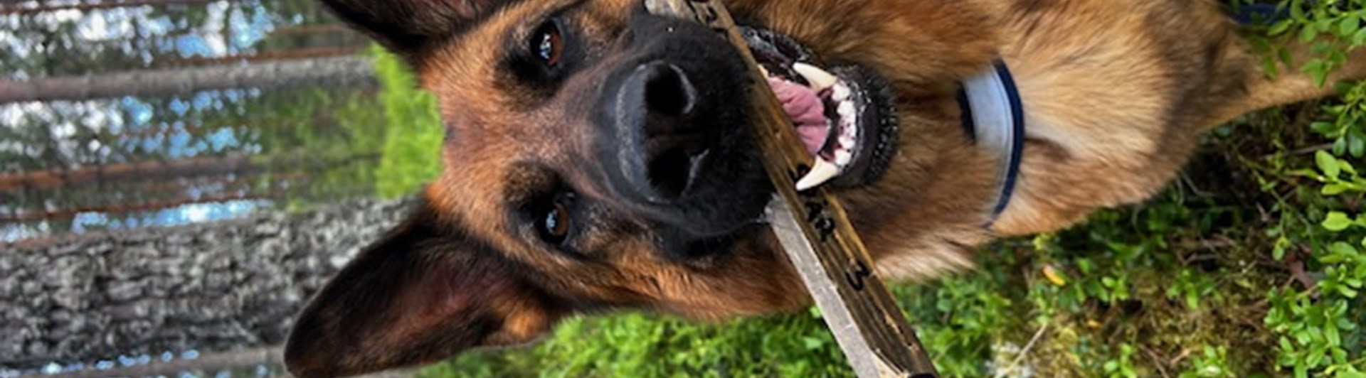 Hund med spårapport i munnen som spårat ett appelspår
Fotograf Victoria Lundqvist