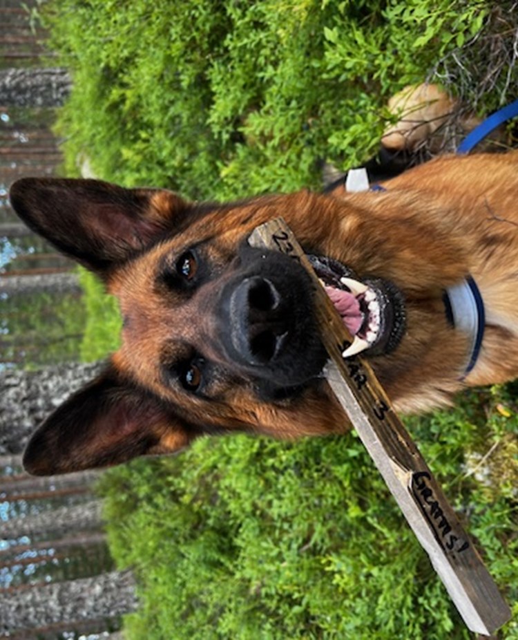 Hund med spårapport i munnen som spårat ett appelspår
Fotograf Victoria Lundqvist