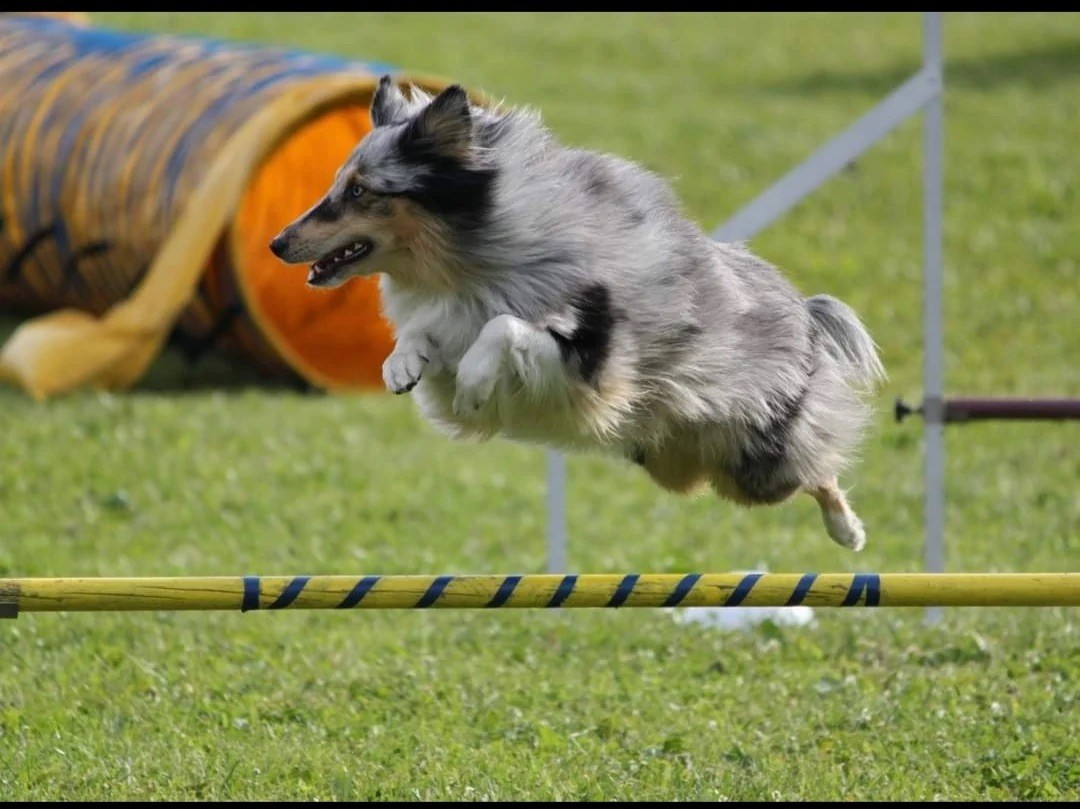 Sheltie hoppar Agilityhinder