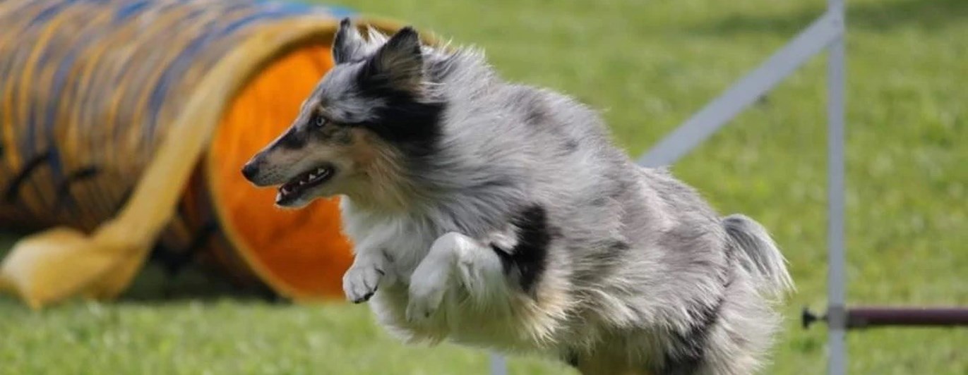 Sheltie hoppar Agilityhinder
