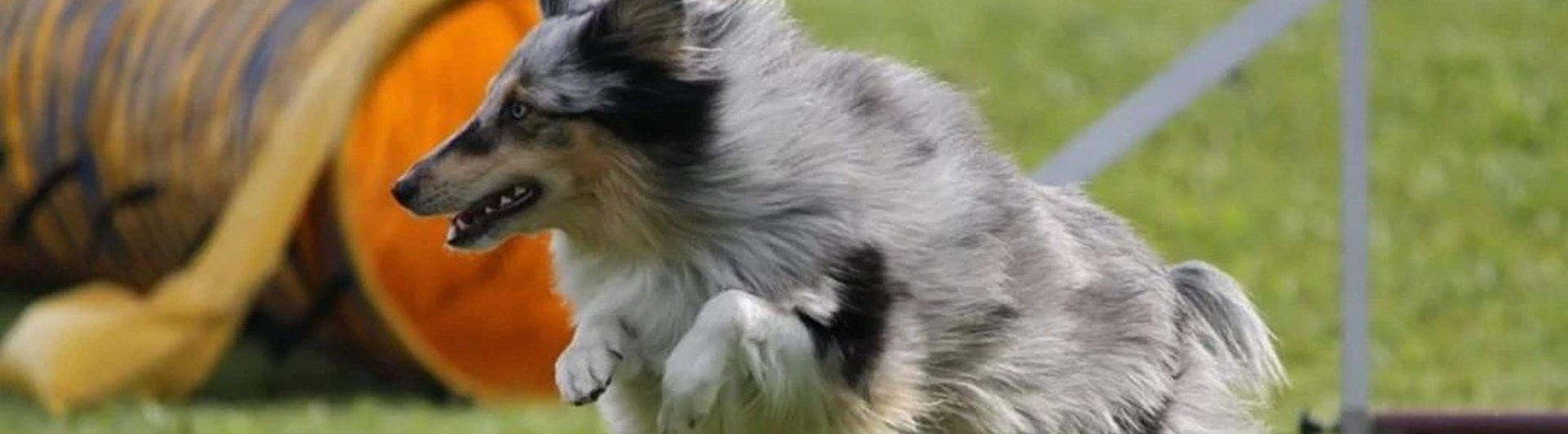 Sheltie hoppar Agilityhinder