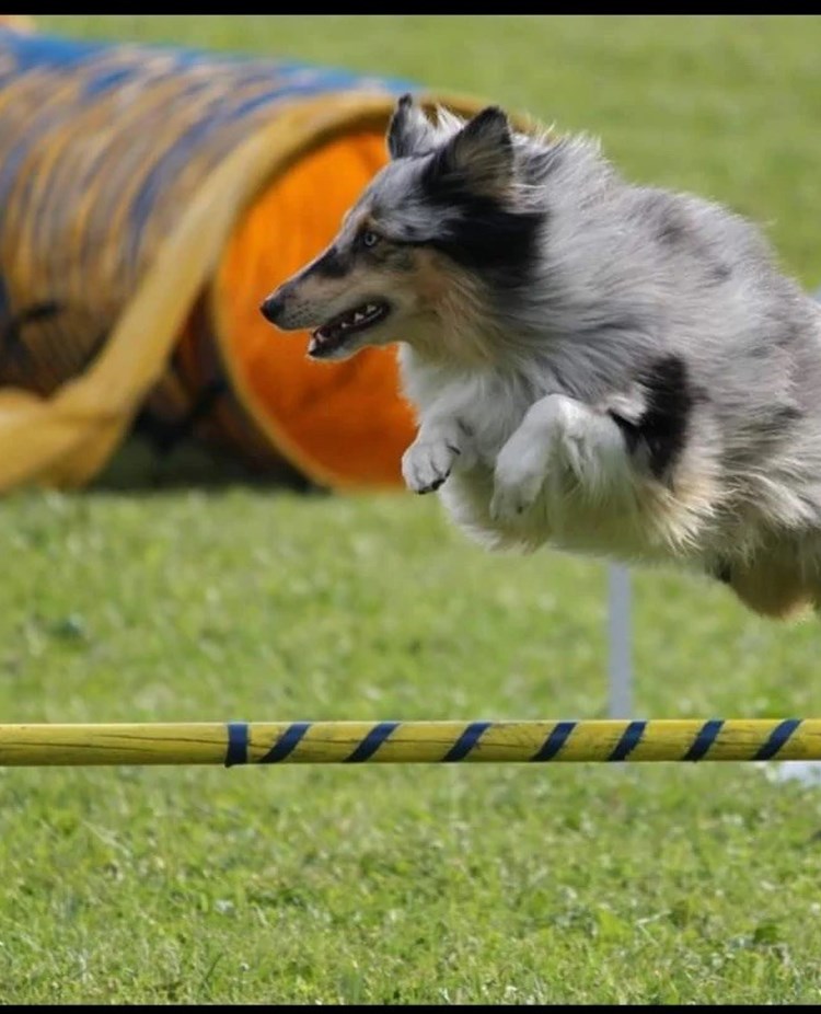 Sheltie hoppar Agilityhinder