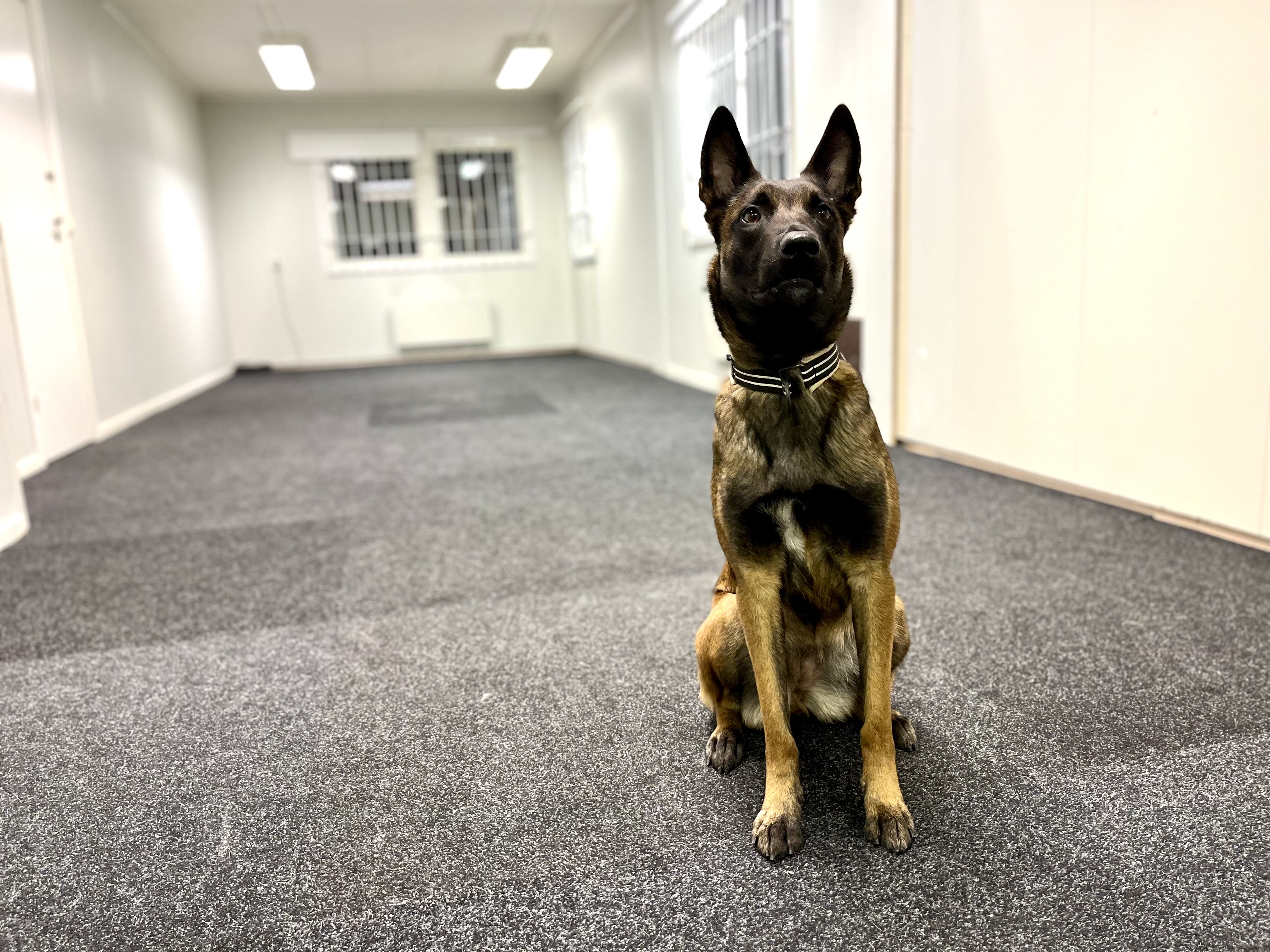 Malinoisen Kicka i träningsrummet på Danderyd-Täby Brukshundklubb (DTBK)