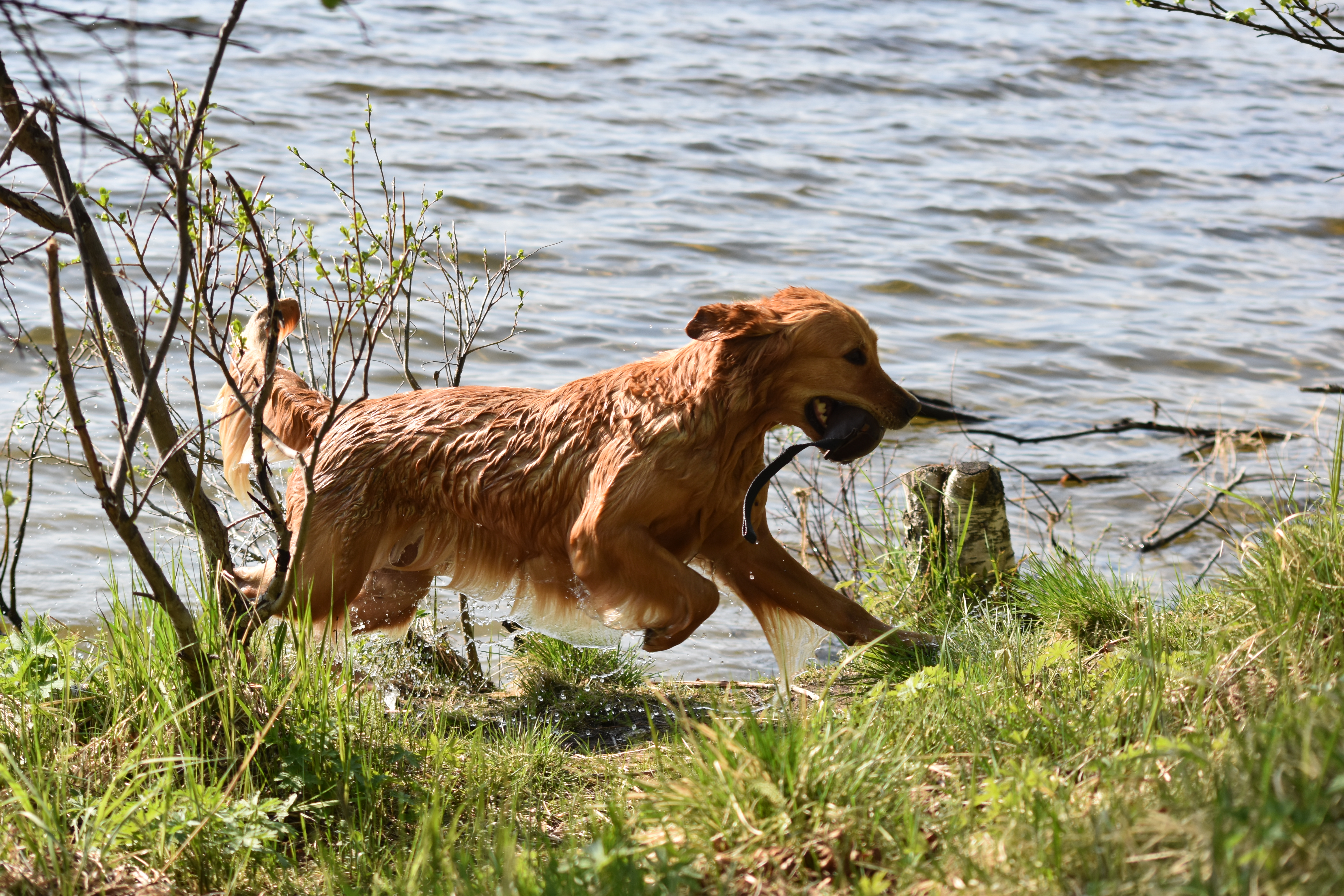 Golden retrievern Ullie apporterar från Ljusnedalssjön