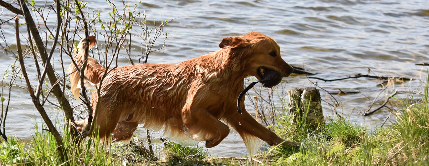 Golden retrievern Ullie apporterar från Ljusnedalssjön