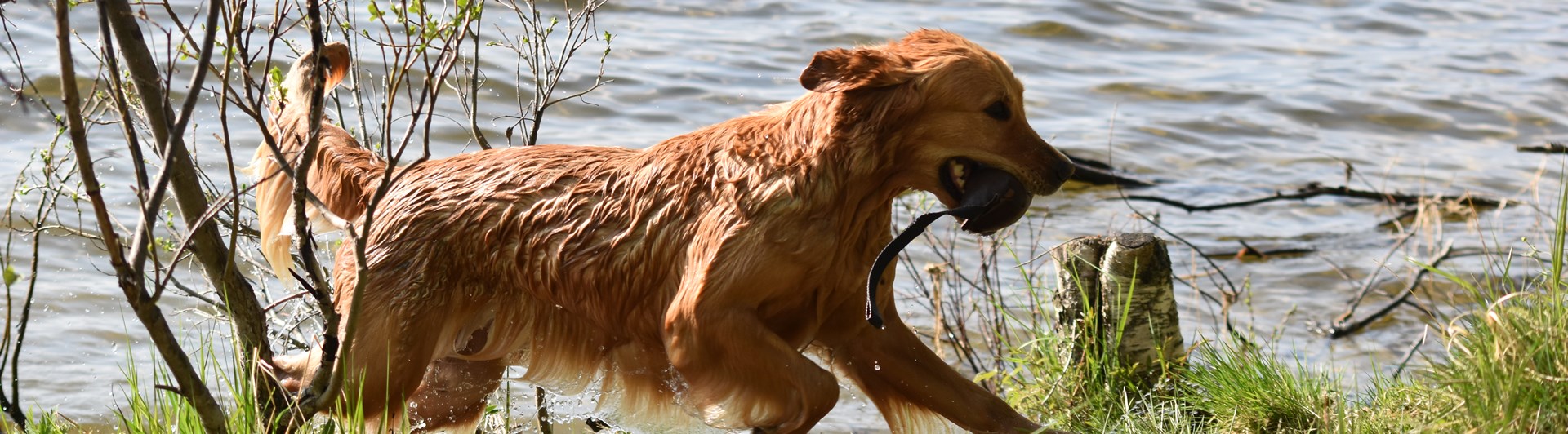 Golden retrievern Ullie apporterar från Ljusnedalssjön