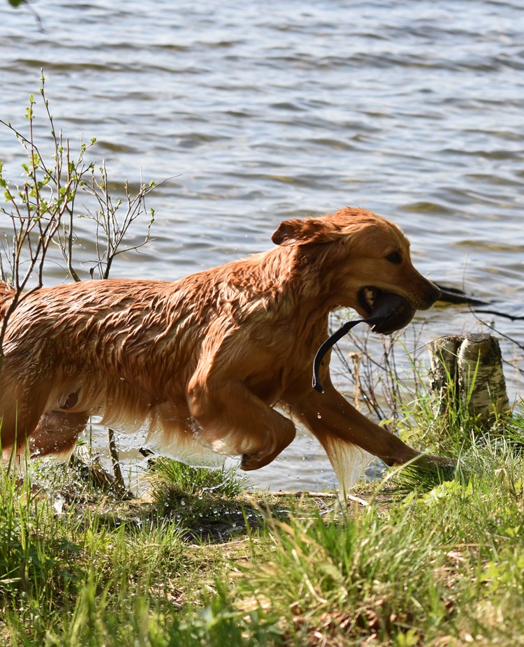 Golden retrievern Ullie apporterar från Ljusnedalssjön