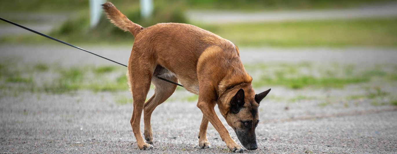 Hund som spårar